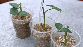 Một số phương pháp giâm cành có tỷ lệ sống cực cao