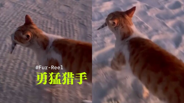 บังเอิญเจอแมวน้อยป่า 🐱 ริมทะเล