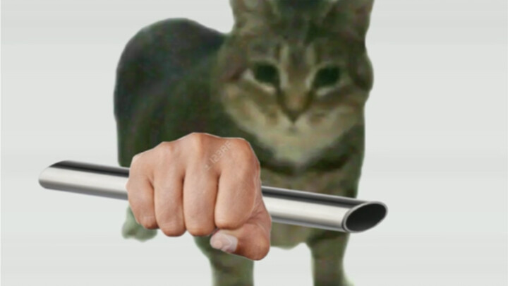 DINGDINGDINGDUANGDUANGcat