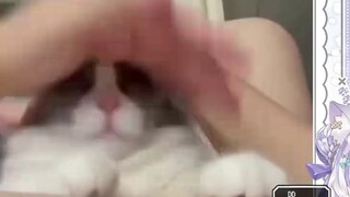 Kakak perempuan Jepang yang suka tertawa ini tertawa terbahak-bahak saat menonton "Cat: Please Be a 