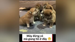 Mày đừng có mà giang hồ😢 pugpyhouse thucung pet drama