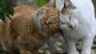 รวมวิดีโอแมวน่ารักและจูบ - เถาแมวตลก 2016