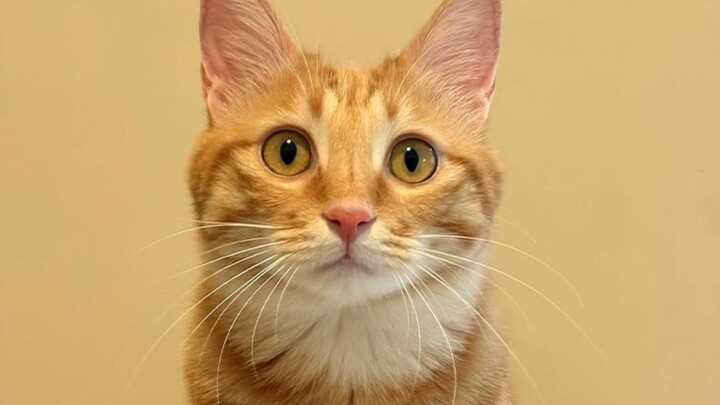 A young man rescued a premature kitten on the street. With loving care, he raised it until it grew i