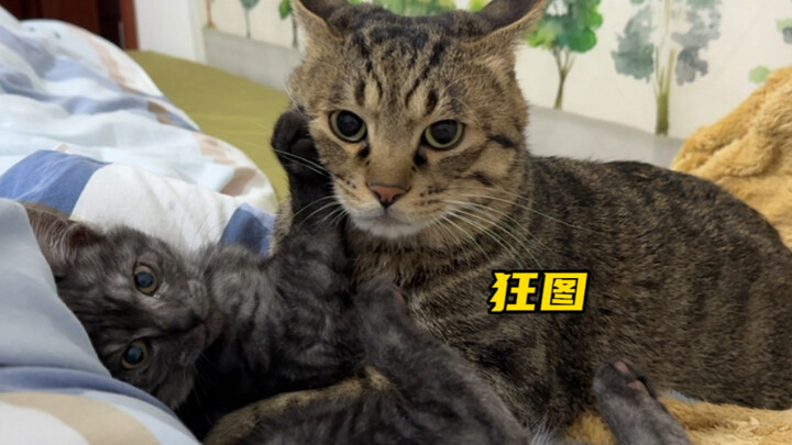 A paralyzed kitten can’t kick like a rabbit—always getting the short end of the stick in fights. So 