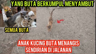 Anak Kucing Buta Belang 3 Mencari Makan Di Jalanan Di Tunggu Temannya Di Nasecamp Cats Lovers Tv..!