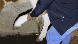 A strange thing happened in a cattle farmer's home. All three cows were lame, and the reasons for th