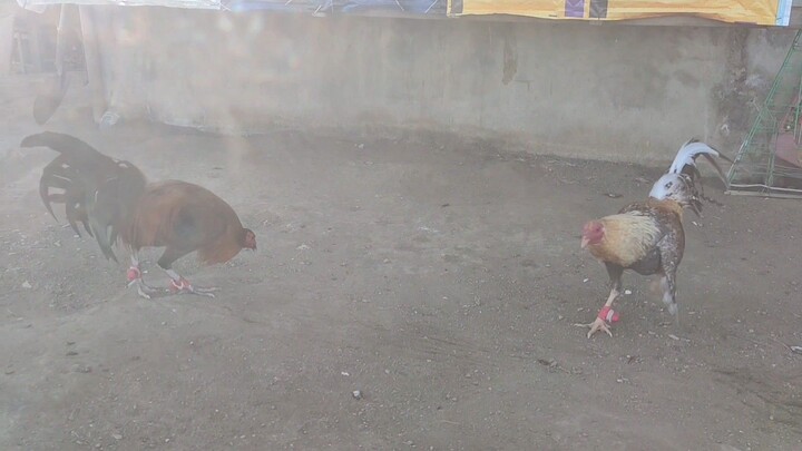 Seek Air bulik blues  2x winner against My black♠️🖤