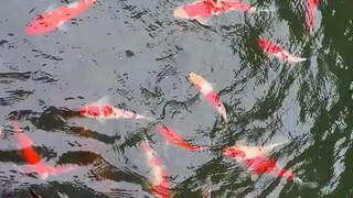 人们习惯向往悠闲时光，沉浸于夏日呢喃