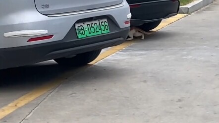 Has your car ever been used as a cat’s birthing room?