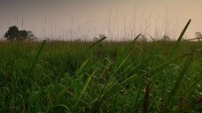 [Tập 5 - Thuyết Minh] Hành trình Trái Đất 2 - Planet Earth 2 E05