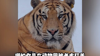 This is a genuine innate pure-yang physique!