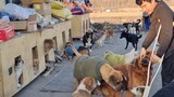 Tears! The owner of 140 stray dogs returned home from hospital, and the dogs swarmed around him. The