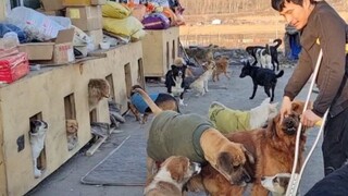 Air mata! Pemilik 140 anjing liar tersebut pulang ke rumah dari rumah sakit, dan anjing-anjing itu m