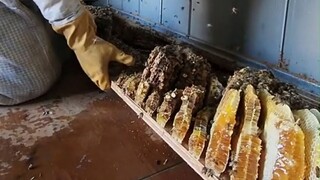 房主一直觉得家里有蜜蜂，这次终于请来了专业的捕蜂人