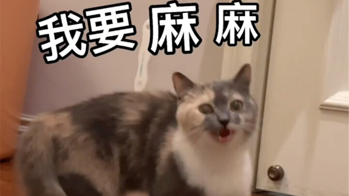 Kucing manja online mencari ibunya! Bagian terakhir benar‑benar jadi sorotan