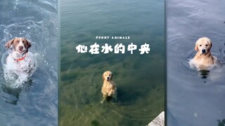Tại sao chó của tôi luôn thích đứng dưới nước?