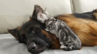The little kitten found the dog-shaped pillow.