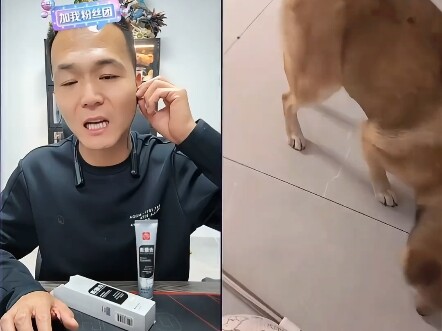 Chó Shiba bảo vệ đồ ăn, anh Phan Hồng đến tận nơi phục vụ!