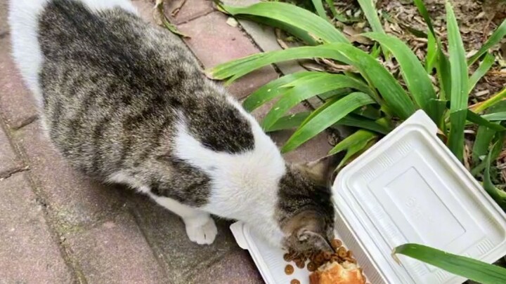 The stray cat right in front of me has plunged me into endless confusion and contemplation.