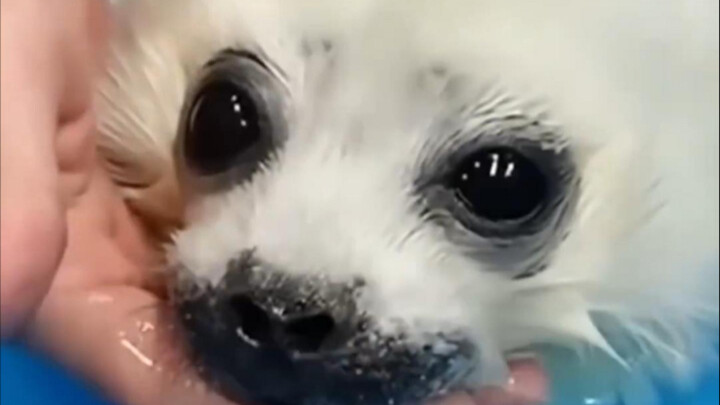 [Bách khoa đồ họa ngư nghiệp] Hải cẩu harp | Lần đầu tiên Bào Bào học cách thổi bong bóng