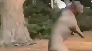 Can other dogs do that?!