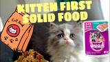 ASMR | KITTEN EATING WHISKAS JR. First Solid Food
