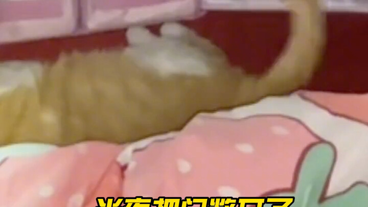 A certain cat from the arts or sciences breaks into a girls’ dorm at night, claims someone’s bed, st