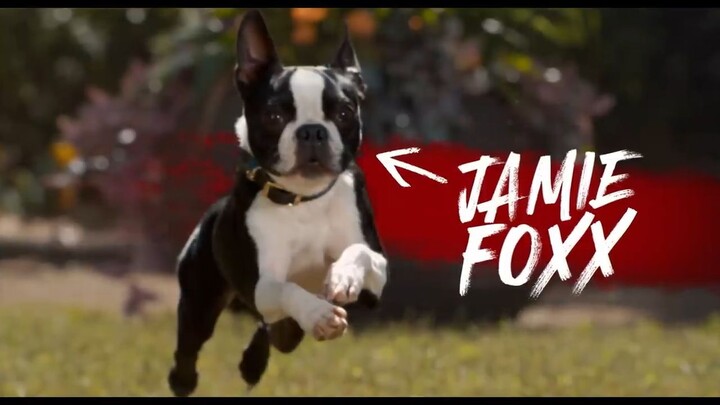 Strays 2023 Watch The Movie For Free The link In the Description