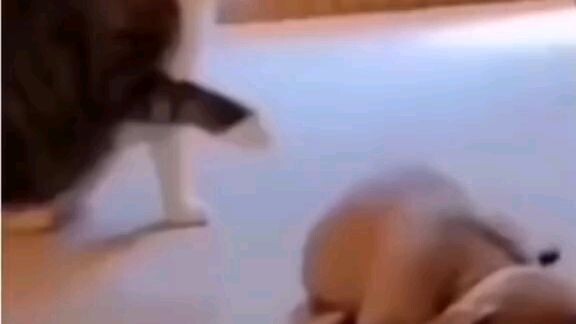 Clever Cat Tricks Everyone! 😺🐾