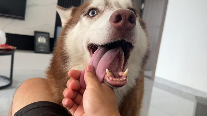 The husky’s super clingy—but you’ll end up covered in its fur!