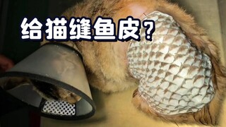 Sewing fish skin for a cat, and getting slammed by netizens for hundreds of comments...