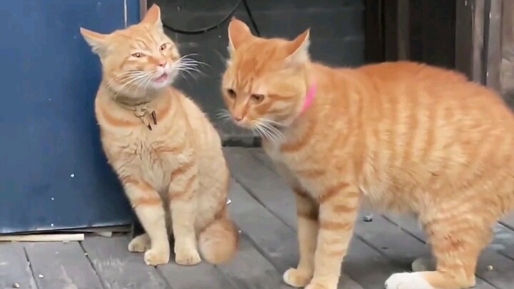 Tuy không hiểu gì nhưng cảm giác thật bẩn! Con mèo đực nhỏ bị chửi đến bật khóc luôn!