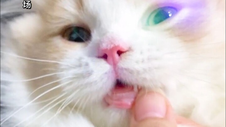 น้องแมวน้อย~~ เหอๆๆๆ…