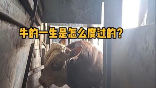 牛的一生是怎么度过的？ #科普 #神奇动物 #牛 #涨知识