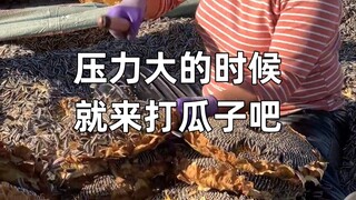 Có ai không biết hạt dưa đến từ đâu không nhỉ?