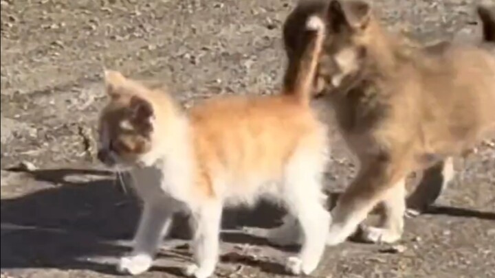 ลูกแมวที่คุณปู่ซื้อด้วยเงิน 10 หยวน และลูกสุนัขที่ซื้อด้วยเงิน 10 หยวน