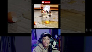 kucing gemoy ini gagal mulu🥰 #chatgpt #kucing