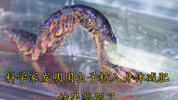 “Cacing Sedot Lemak”: Pengusaha Ciptakan Cacing yang Ditanamkan ke Tubuh untuk Menurunkan Berat Bada