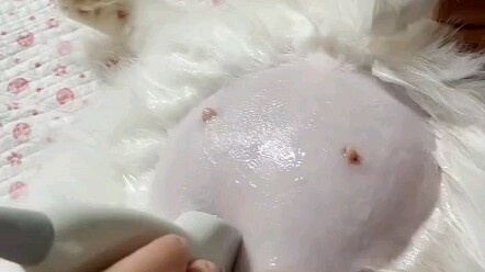 يوميات الفحص الطبي لقطة البابيون: شكرًا لكِ يا أمي القطة على تعبك!