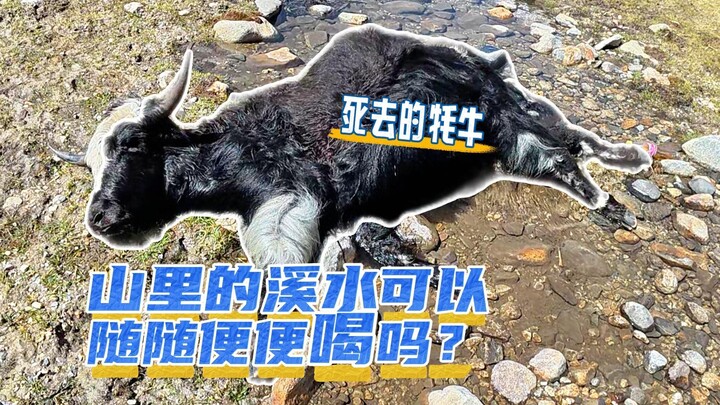 If you see a crystal-clear stream in the wild, DO NOT drink the water!