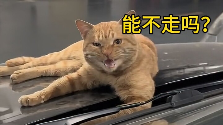 เจ้าเหมียวตัวน้อยบางตัวก็มาเพื่อเยียวยาหัวใจคุณนั่นแหละ!