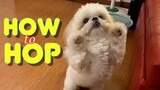 Cute Shih Tzu Puppy Learns How to Hop ( Cute Funny Dog Video)