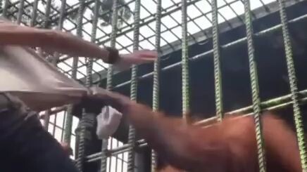 [ video hài hước ] Được hôm đi chơi sở thú bị anh khỉ kéo lại chơi cùng