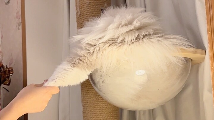 Evil cats deserve evil humans—friends, am I right?