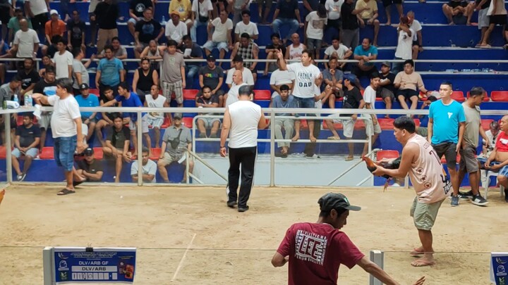 Berdugo Blueface Hatch x Lemon ACCG 7 STAG DERBY GRAND FINALS