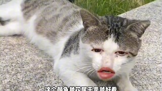 Kucing: Lancang sekali kamu!