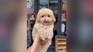 Bé Poodle như này có được gọi là xinh hem ạ tuitienpet dcgr pet LearnOnTikTok poodle