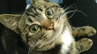 How long can you stare into Mimi's eyes?