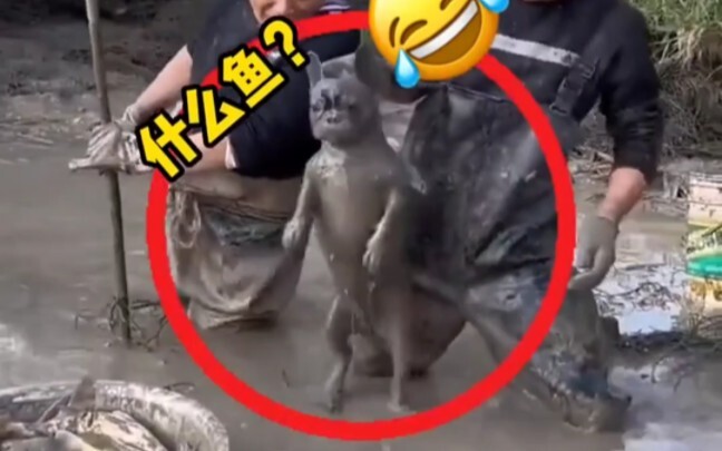 Cute pet dog, looks like a dogfish!