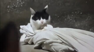 记录小猫这个独一无二的回家方式